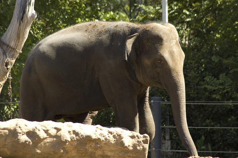 zoo_76 [800x600].jpg